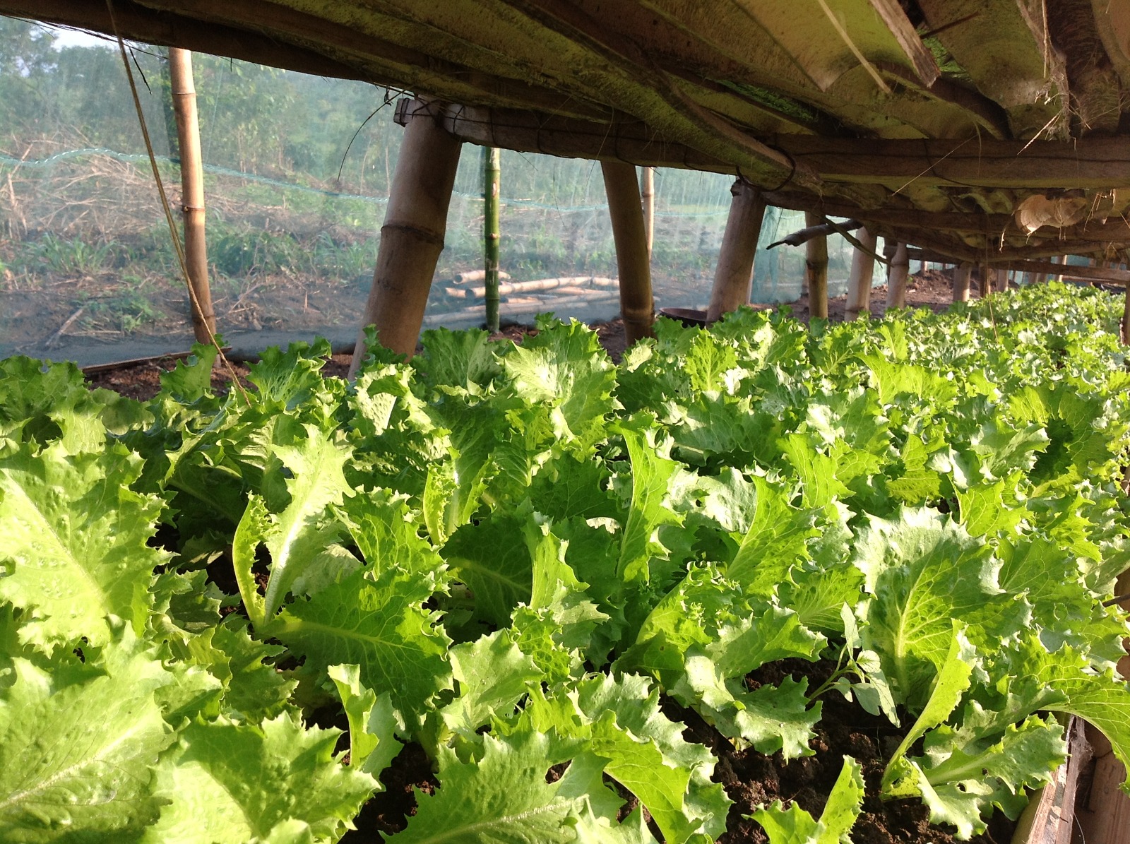 Farm