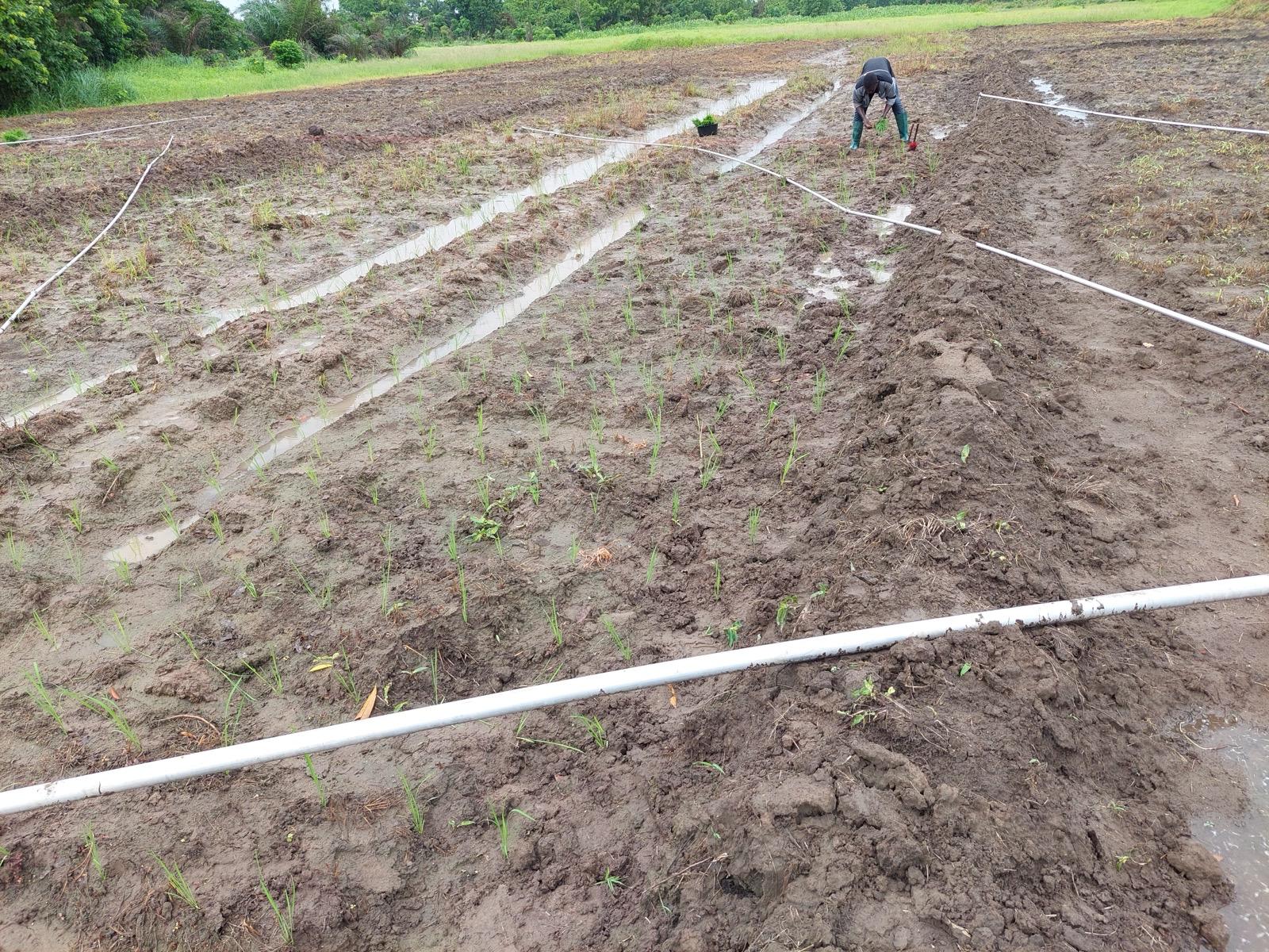 Farm Cultivation