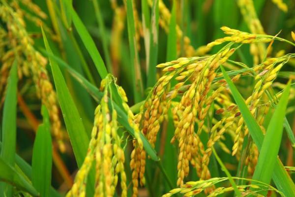 Rice Farm