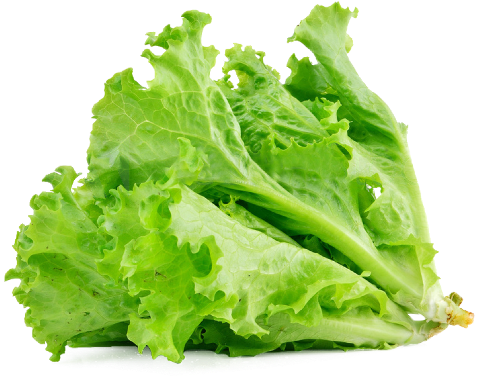 Organic Lettuce