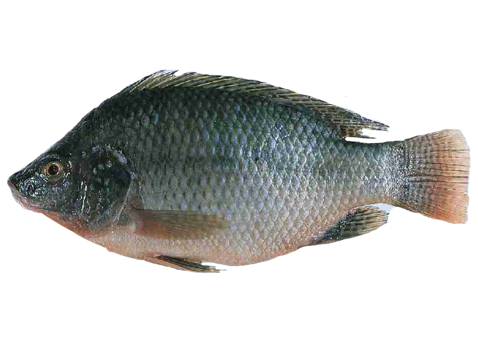 Tilapia Fish (1kg)